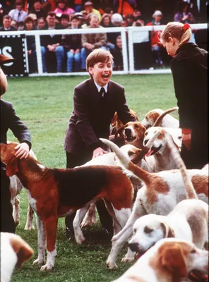 Wat een pret: honden knuffelen als officiële taak!