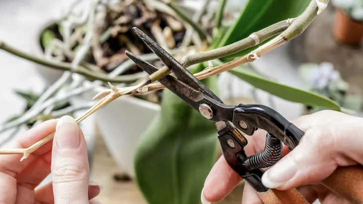 Orchidee wortels afknippen