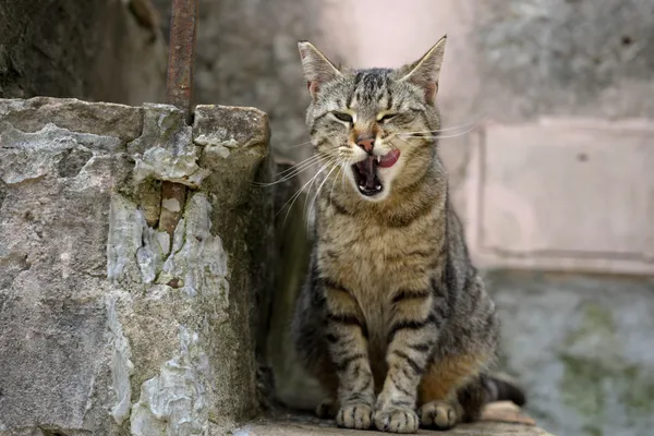 Verdwaal in de steegjes van dit magische kunstenaarsdorp en voel de creatieve energie. 
