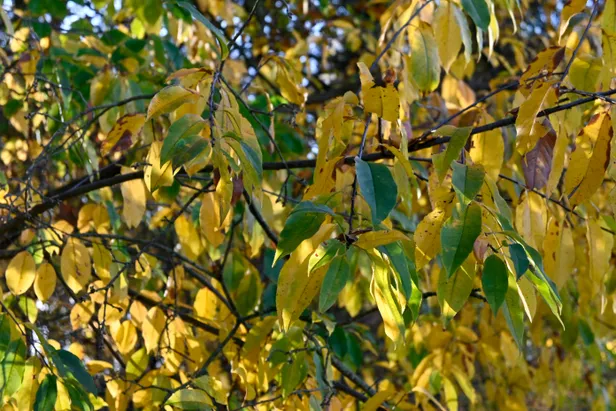 Valse herfst