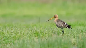 Zomervogels