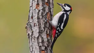 Vogelkennis