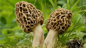 Paddenstoelen