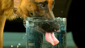 hond drinkt water