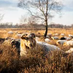 Gasterse Duinen