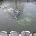 Rallywagen glijdt vrolijk het zwembad in (video)