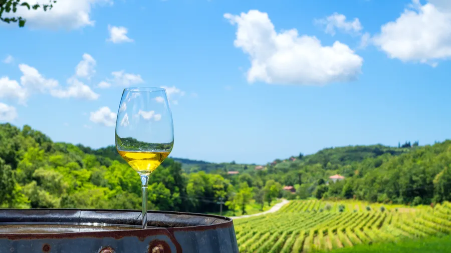 Glas witte wijn op wijngaard in Istrië, Kroatië