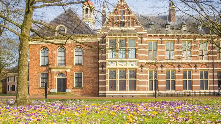 Colorful white and purple crosuses on the brink square in Assen, Netherlands