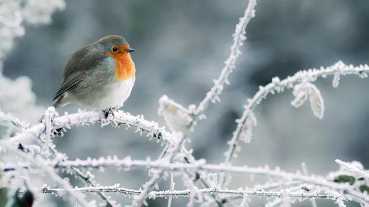 Roodborstjes helpen de winter door: met dit specifieke voer komen ze elke dag terug naar je tuin