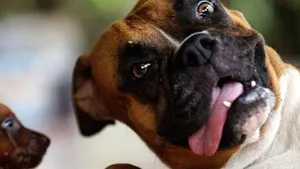 honden