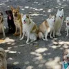 Deze honden dagopvang maakt de meest fantastische groepsfotos: 12 bewijzen