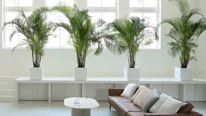 Home decor: cocoonen en filteren met goudpalm