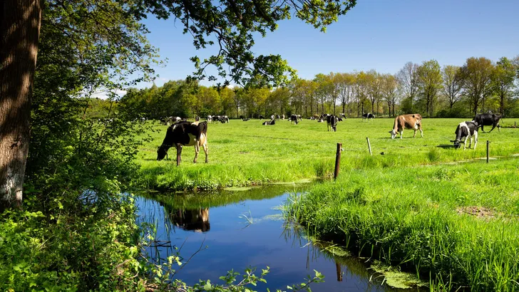 Cows near Nuis