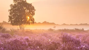 Fog over blooming heather near Hilversum, The Netherlands at sun