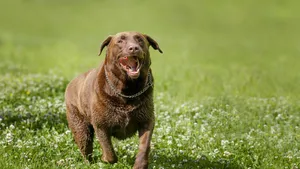 labradors