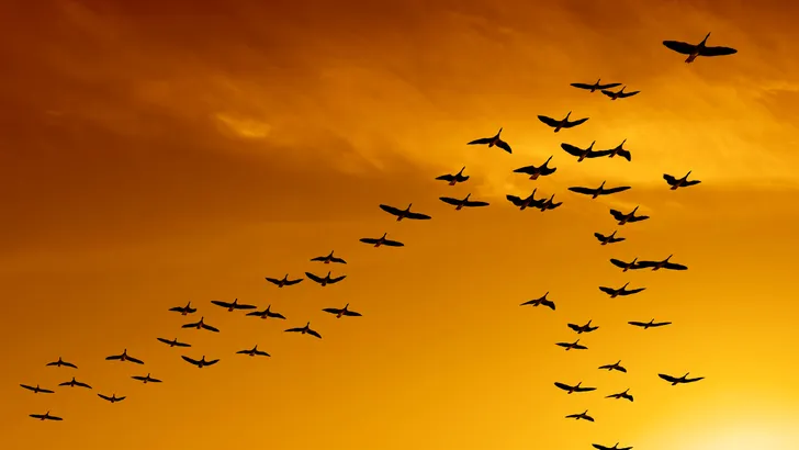 Vogels