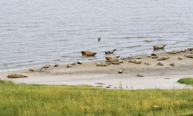 Zeehonden rusten uit op een zandbank in de Dollard