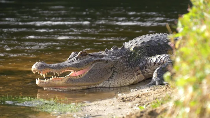 Krokodil doodt man door beet in kruis