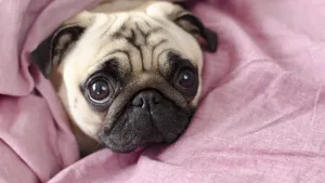 pug