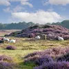 Gasterse Duinen: een van de mooiste heidegebieden van Nederland | Noorderland