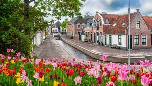 Flowering tulips in Dokkum, the Netherlands