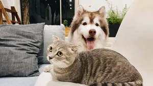 kat en hond