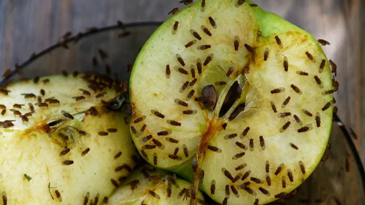 Fruitvliegjes
