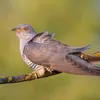 De koekoek: 5 dingen die je nog niet wist over deze bijzondere vogel | Noorderland