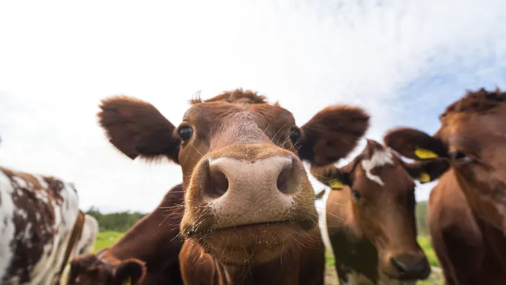 Funny cows portrait with a wide angle lens: crazy playful cattle