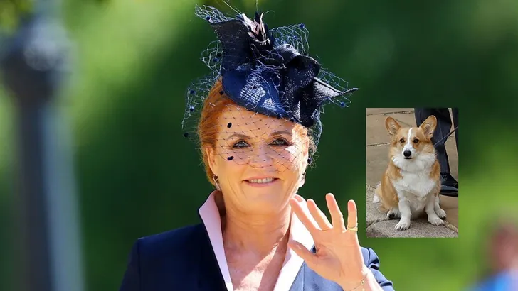 Hertogin Sarah: 'Het gaat goed met de corgi's van de Queen'