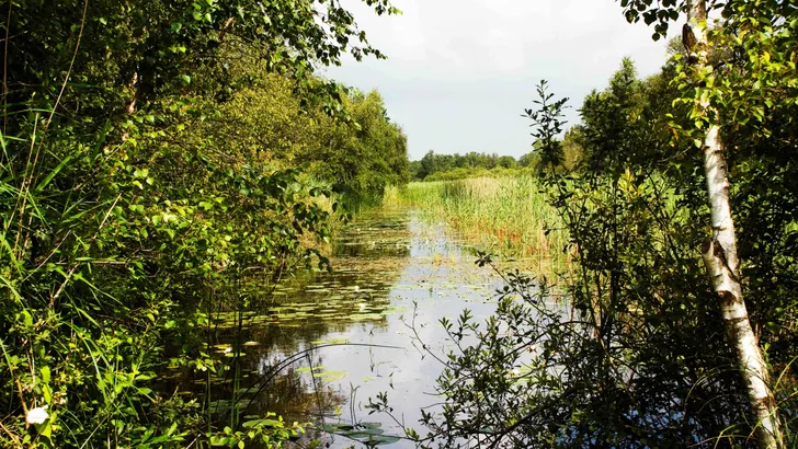Twijzelermieden
