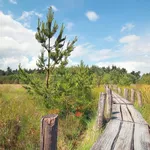 wooden path on marsh in summer sunny day