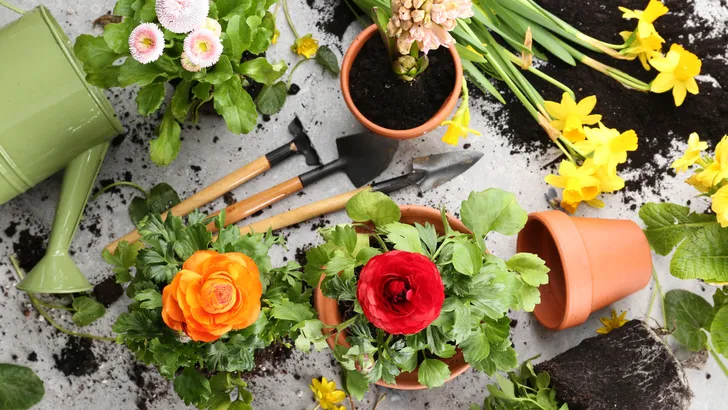 Hangen je planten er slap bij? Waarom niet de zon, maar dit onzichtbare element de grote boosdoener is