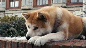 hond