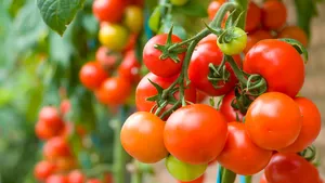 Tomaten in de moestuin
