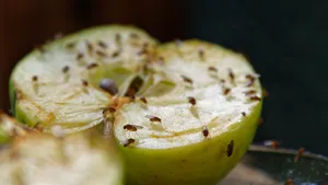 Ter illustratie: fruitvliegjes op een appel.