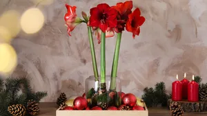 amaryllis