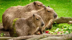 capibara's