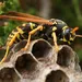 Waarom een wespennest verwijderen belangrijk is 