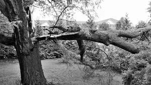 Tree fallen on house