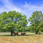 Highland cows un der trees on the heather fields of Hijkerveld