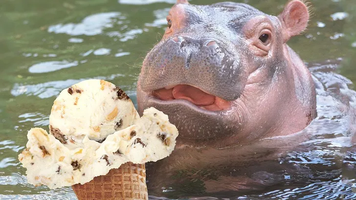 nijlpaardje
