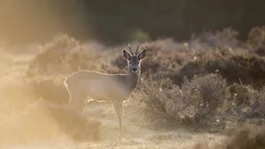 Roe deer in backlight evening sun