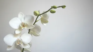 Een orchidee
