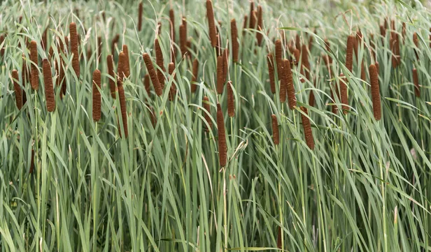 Wildplukken in de zomer