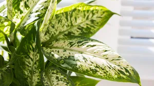 Giftige planten