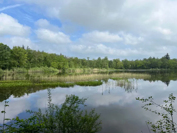 Waterpartij in de bossen bij Sint Nicolaasga