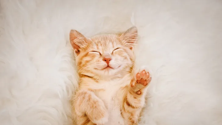 IKEA bedje voor je kat