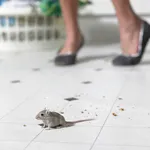 Muis in huis? Verjaag 'm met lekkere luchtjes!