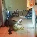 Bejaarde vrouw wakker gemaakt door reusachtige alligator in keuken (+VIDEO)
